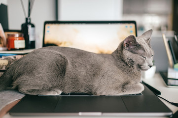 Wall Mural - Beautiful russian blue cat with funny emotional muzzle lying on keayboard of notebook and relaxing in home interior on gray background. Breeding adorable playful pussycat   resting on laptop.