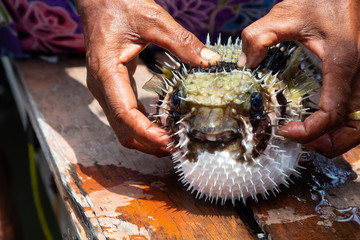 puffer fish on fisherman hand.