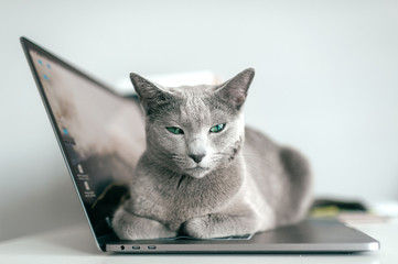 Wall Mural - Beautiful russian blue cat with funny emotional muzzle lying on keayboard of notebook and relaxing in home interior on gray background. Breeding adorable playful pussycat   resting on laptop.