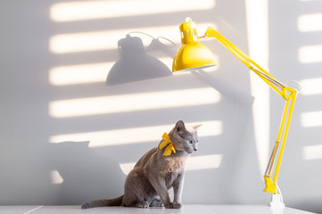 Wall Mural - Soft focus fashion portrait of purebreed russian blue cat with decorative yellow bowtie over neck on table with lamp. Light and shadow falling through blinds on wall behind. Pussycat in home interior