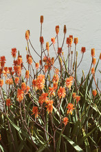 Large Aloe Vera Plants Covered In Bright Orange Blossoms