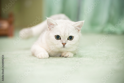 Beautiful Young Cat Breed Scottish Chinchilla Straight Buy This