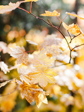 Fall Leaves In Sunlight