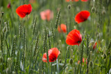 Fototapeta Krajobraz - Poppy Flower On Summer Meadow