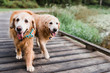 © Samantha Gehrmann/Stocksy - Old golden retrievers walking