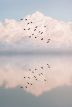 Flock Of Seagulls Flying Against Clouds Above Lake