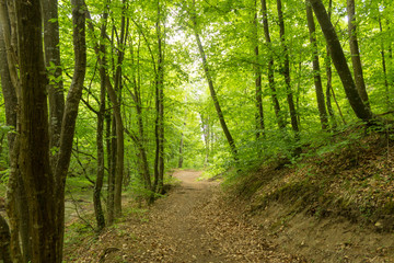  A small river deep in the green forests of Bulgaria in spring rainy day.