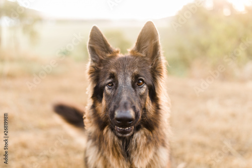 Cuadros en Lienzo Visually impaired German shepherd dog