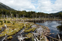 Dead Forest And Pond