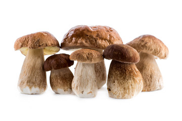 Group boletus mushroom isolated on white background.Boletus mushrooms, Porcini Mushroom, Forest, Edible Mushroom