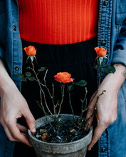 Woman Holding Potted Orange Roses