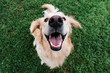 © Samantha Gehrmann/Stocksy - Very happy golden retriever