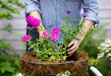 Anonymous Woman Planting A Hanging Basket
