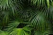 © Bisual Studio/Stocksy - Palm tree leaves