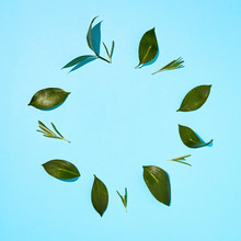 Flat Lay View Of Green Leaves On A Blue Background.