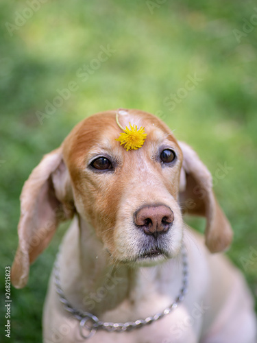 Cocker Spaniel With Short Fur After Haircuts Buy This Stock