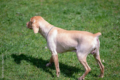 Cocker Spaniel With Short Fur After Haircuts Buy This Stock