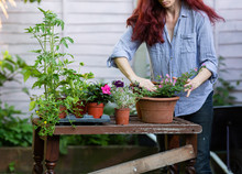 Anonymous Woman Repotting A Plant Into A Terracotta Pot