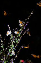 Monarch Butterflies On Tiny Blue Flowers