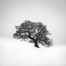 An Oak Tree In A Snow Field