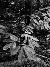 Forest Leaves Reflecting Dappled Light
