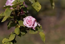 White Blossom Of A Kathleen Harrop Rose