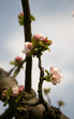 A lone Apple blossom begins to bloom on a bare branch against the blue sky in spring