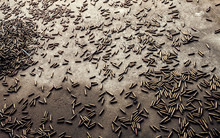 A Scattering Of Gun Sleeves On The Concrete Floor