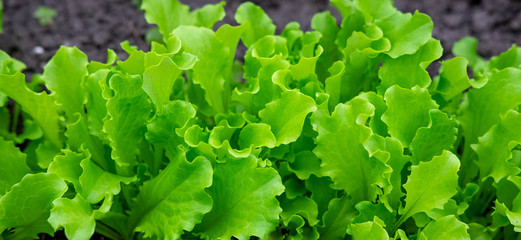 Photos of lettuce leaves that grow in the ground. Lettuce leaves that grow in the garden. Healthy food for a man from the garden