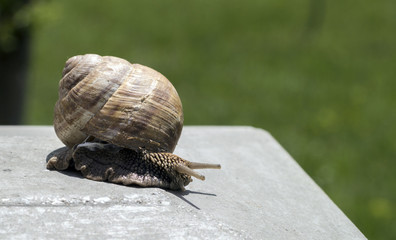 Big snail in shell crawling on road, summer day in garden