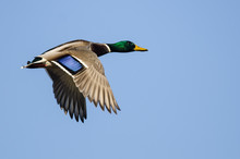 Mallard Duck Flying In A Blue Sky