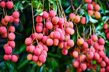 Fresh ripe lychee fruit hang on the lychee tree in the garden