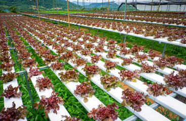 red oak lettuce salad vegetable in hydroponic farm system plants on water without soil agriculture organic for health food