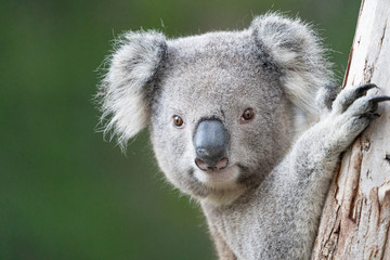 young koala