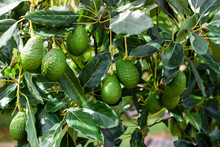 Green Hass Avocados Fruit Hanging In The Tree