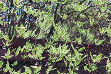 Wall Mural - spring lush foliage