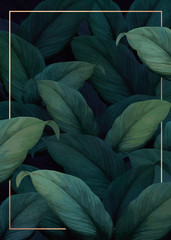 Wall Mural - tropical foliage background