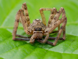 close-up of a brown recluse spider