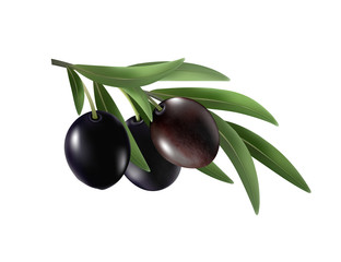 Isolated olives. Three black olive fruits on a branch with leaves isolated on transparent background. Photo-realistic vector, 3d