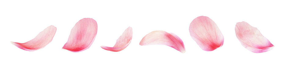 Set of pink peony petals