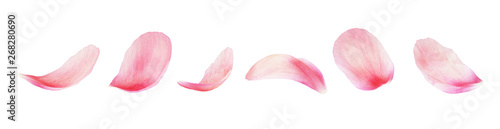Fotografía Set of pink peony petals