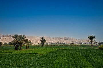 Bright green fields contrast with blue sky and  the dry yellow desert mountains, Egypt.