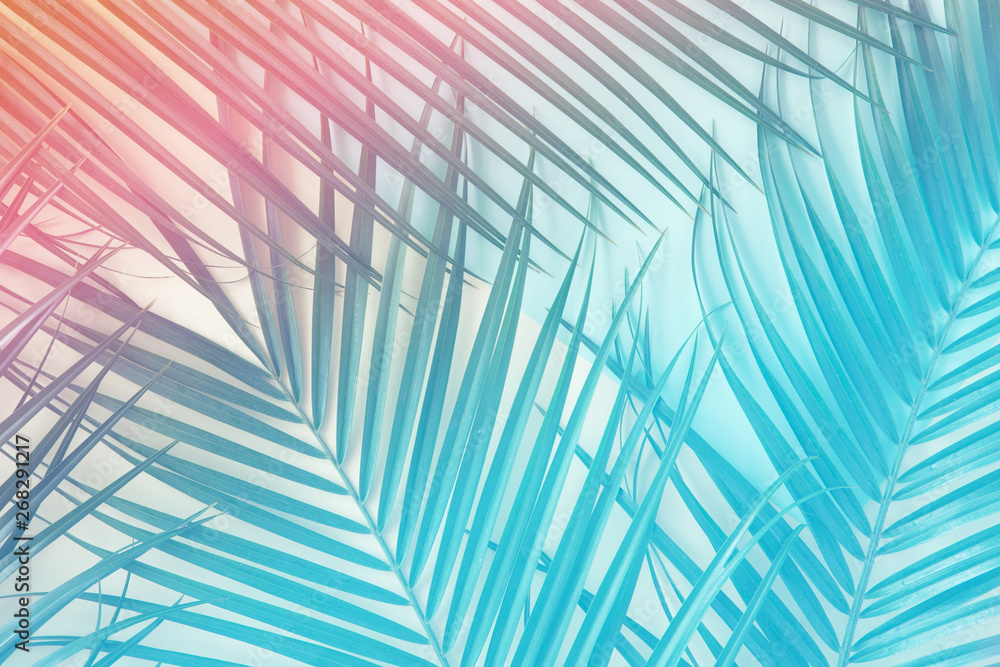 Tropical palm leaves in vibrant neon gradient, holographic colors. minimal art concept. - obrazy, fototapety, plakaty 