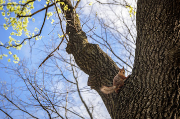 Wall Mural - squirrel