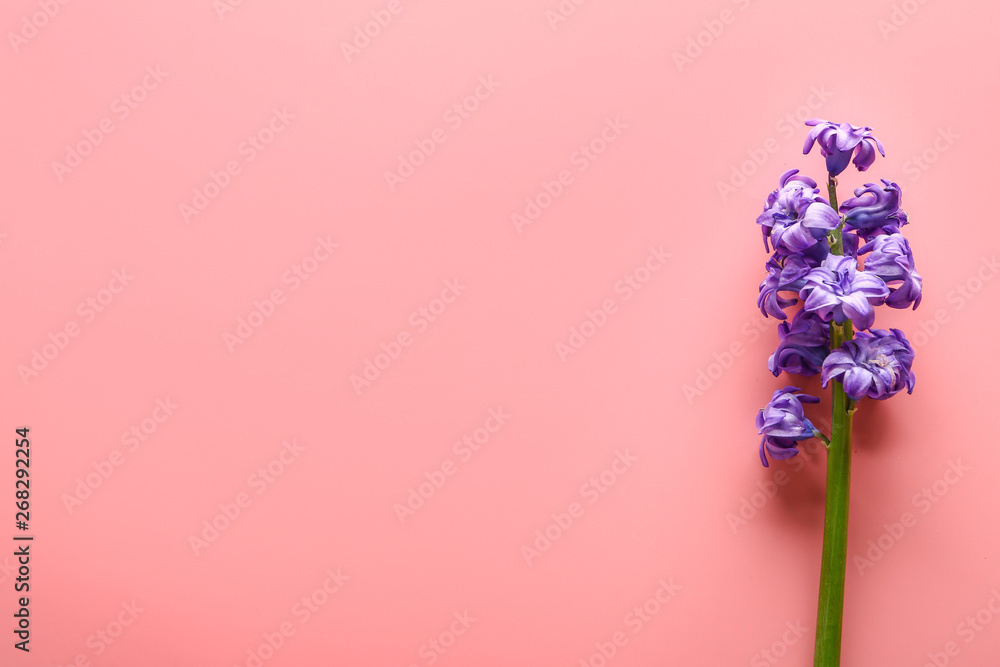 Beautiful hyacinth flowers on color background