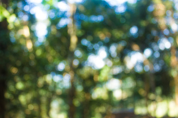Abstract bokeh blur green tree in forest background.