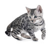 © cynoclub - bengal kitten in studio