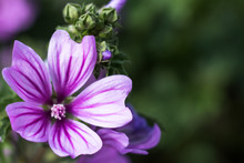 Malva Sylvestris Flowers. Purple Flower Background In Grass