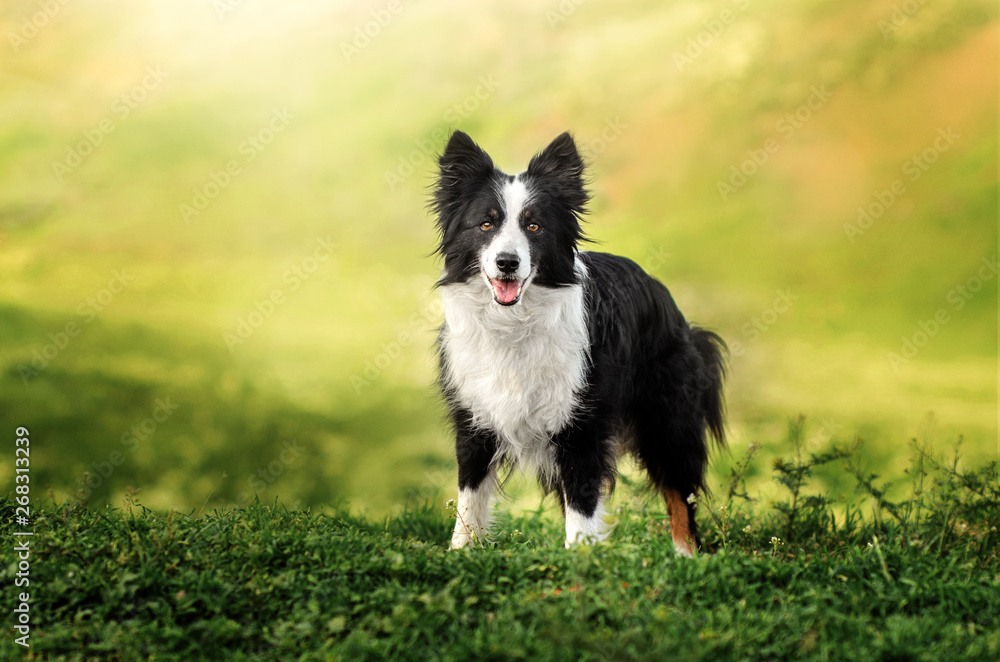 border collie dog spring portrait walking in green fields - obrazy, fototapety, plakaty 