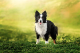 Fototapeta  - border collie dog spring portrait walking in green fields
